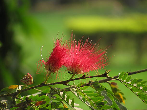 Red blossom stock photo