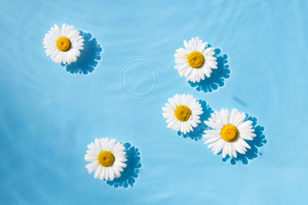 istock Chamomile flowers floating on the water. Top view, flat lay 1469144452