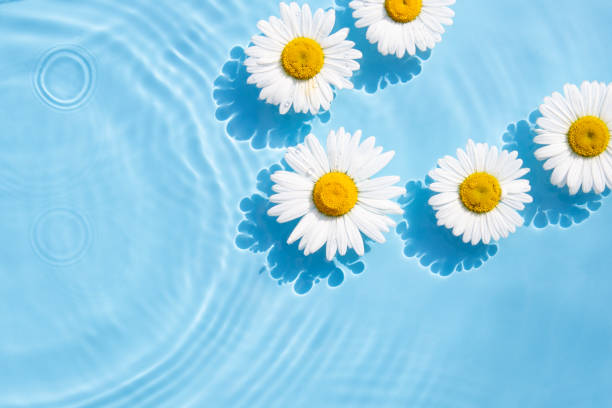 istock Chamomile flowers floating on the water. Top view, flat lay 1469144512