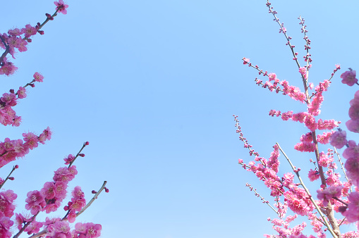 red plum blossoms and a blue sky