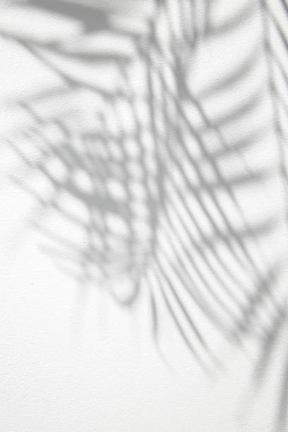 istock Gray shadow of palm leaves on a white background. Top view, flat lay. 1469145009