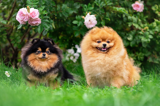 Couple of cute pomeranian spitz dogs are sitting together among flowers and green grass at nature