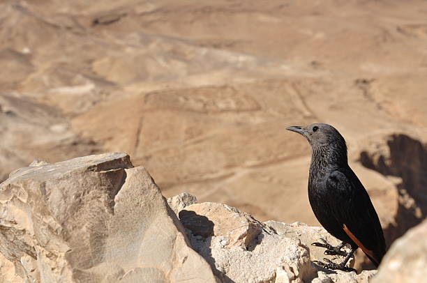 Cтоковое фото Масада Grackle