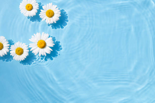 istock Chamomile flowers are floating, stains from a drop on the water. Top view, flat lay 1469145267