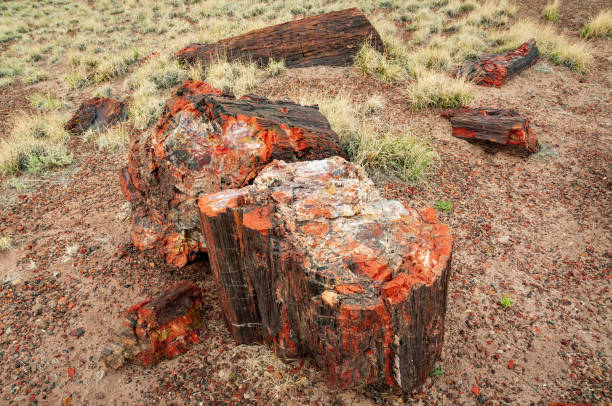 istock Colorful Petrified Logs at Petrified Forest National Park 1469145393
