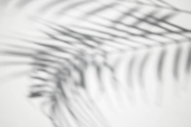 istock Shadow of tropical palm leaves on a white background. Black and white image. 1469145396