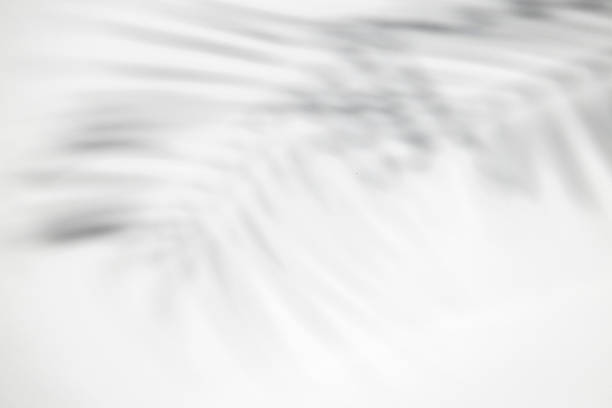istock Shadow of palm leaves on a white background. Top view, flat lay. 1469145464