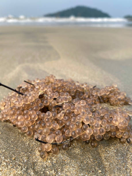Closeup Image Of Cluster Of Fish Eggs Laid On Seaweed Washed Up On Indian  Beach Sand By Sea Low Tide Water Breaking In Background Focus On Foreground  Stock Photo - Download Image