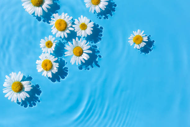 istock Chamomile flowers on a blue water background with concentric circles from a drop. Top view, fat lay 1469146033