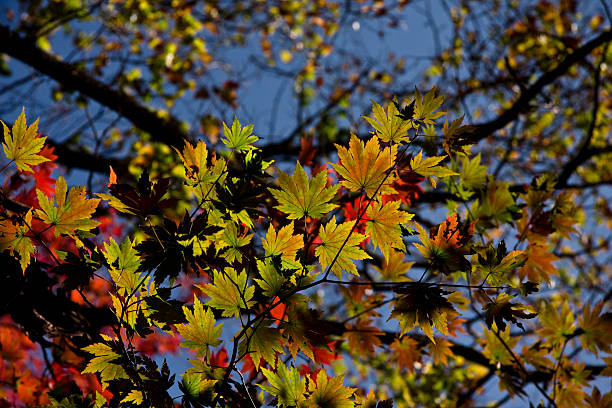 Maple Leaf with Autumn Color stock photo