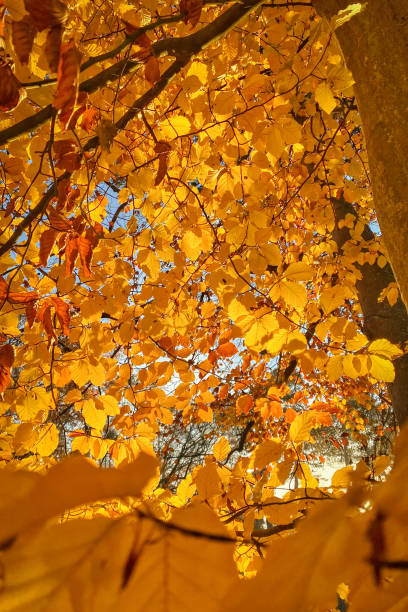 istock Lush foliage in autum colors 1469148141
