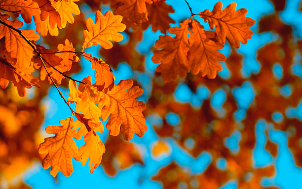 istock autumn leaves, very shallow focus 146914868
