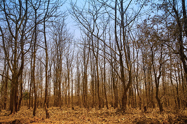 dry forest stock photo