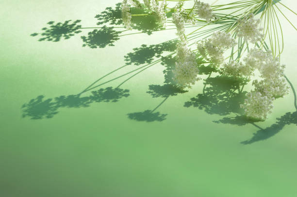 White Flowers on the Green Background/in the Strong Light