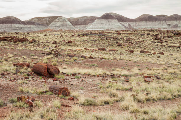 istock Logs and Landscape, Petrified Forest National Park 1469149368