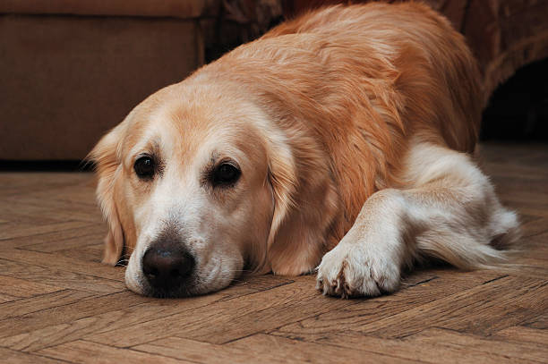istock Sad golden retriever lying on the floor 146915065