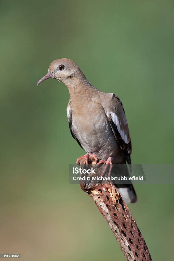 Белый-виде расправившего крылья голубя - Стоковые фото White-winged Dove роялти-фри