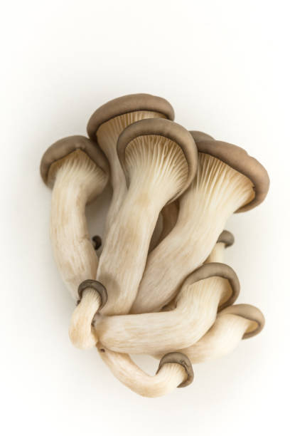 istock Oyster Mushrooms On White 1469150871