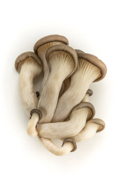 istock Oyster Mushrooms On White 1469151064