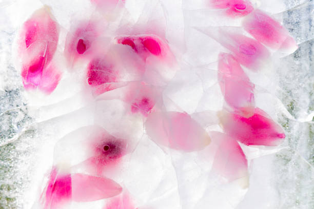 Flower petals in ice. Spring coming concept.