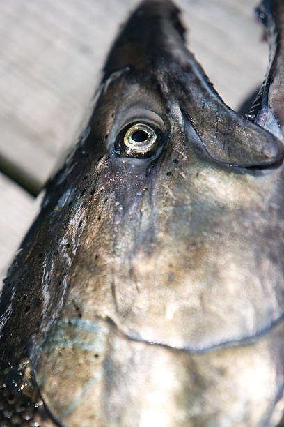 тихоокеанский лосось tyee - pacific salmon стоковые фото и изображения