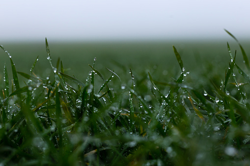 Morning Dew on Green Grass in Fog