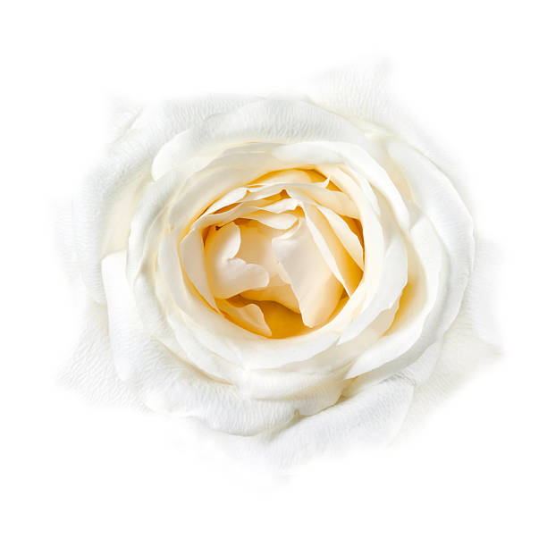 istock White Rose Closeup Faded into Background 146915254