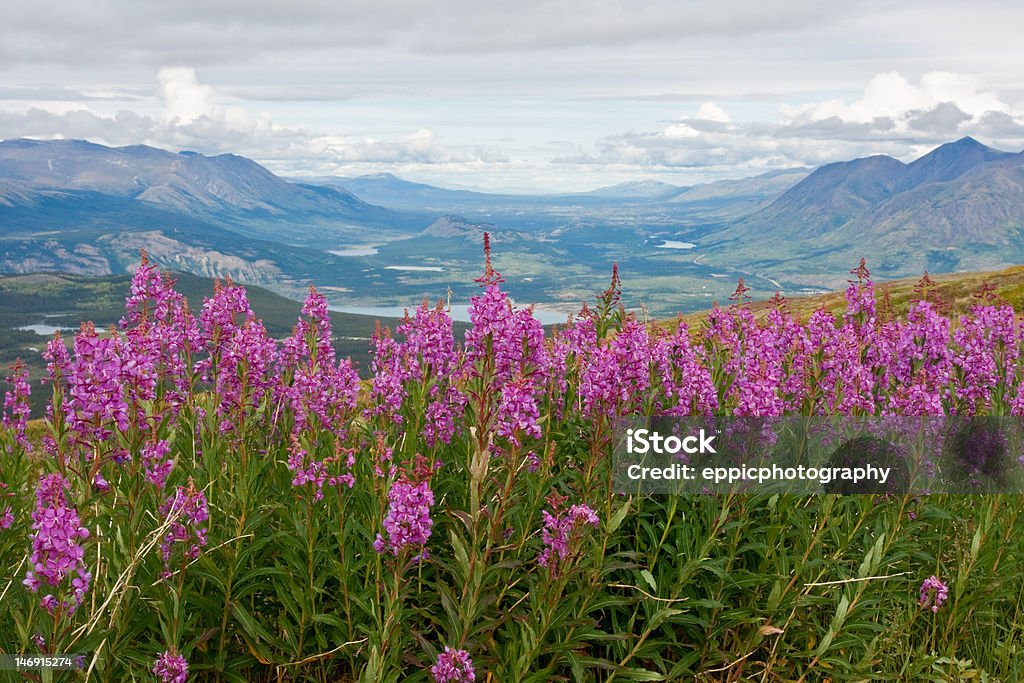 Blooming Yukon Fireweed A cluster of blooming fireweed with a scenic Yukon background Yukon Stock Photo