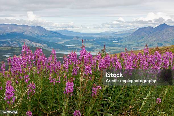 Blooming Yukon Fireweed Stock Photo - Download Image Now - Yukon, Fireweed, Bunch