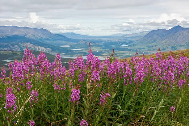 A cluster of blooming fireweed with a scenic Yukon background