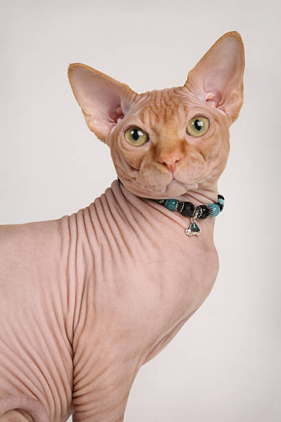 istock Red sphinx cat sitting close-up 146915370