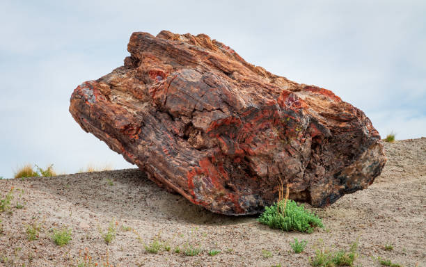 istock Large Stump at Petrified Forest National Park 1469154248