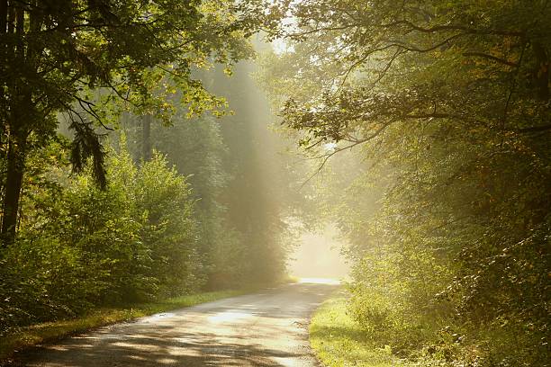 istock Country road through forest at sunrise 146915548