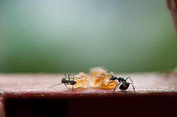 черный ants поиск пищи - close up touching animal antenna стоковые фото и изображения