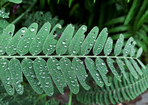wild plant in tropical rain forest after heavy rain