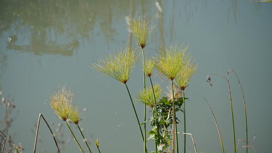 A grove of papyrus or cyperus (Cyperius papyrus ) grass blowing in the wind and forms tall stands of reed-like swamp vegetation in shallow water