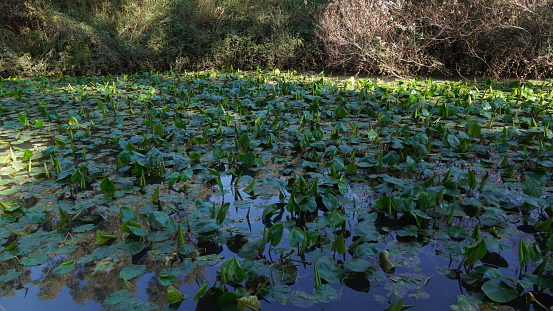Natural  pond with aquatic plants and water lilies