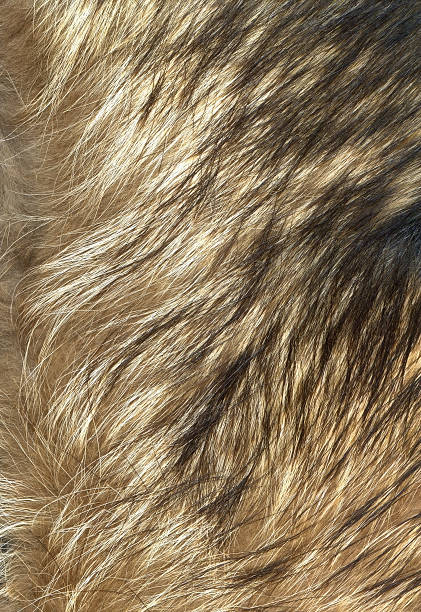 istock Close up wolf fur texture to background 146915847