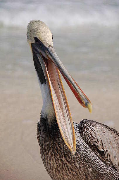 пеликан с кл�ювом - pelican beak open bird стоковые фото и изображения