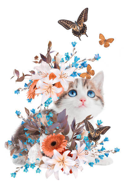 Collage with image of muzzle red Persian kitten and different birds