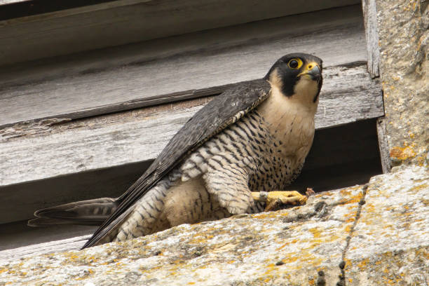 istock Peregrine Falcon 1469159317