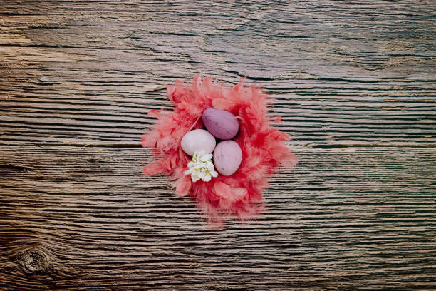 Flat lay different purple Easter eggs in an orange red pink feather nest with almond blossoms in the centre of on a rustic wooden background. Generous free space for your cropping, e.g. for website banners. Color editing with vignette and added grain. Very selective and soft focus. Part of a series.