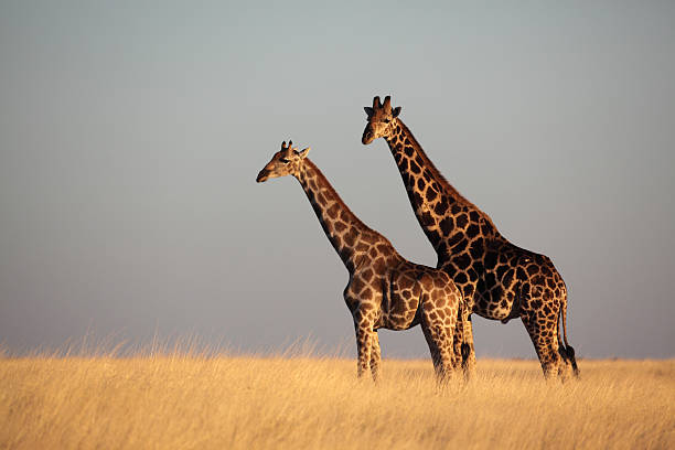 istock Giraffe duo in yellow grasslands 146916171