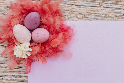 Part of a mockup consisting of an empty bright purple handcraft paper, different purple Easter eggs in a red pink feather nest with some almond blossoms on a rustic wooden background. Color editing with added grain. Very selective and soft focus. Part of a series.