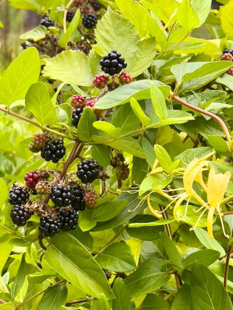 istock Blackberries and Flowering Honeysuckle Vine 1469162464