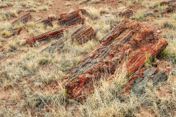 istock Logs in Grass, Petrified Forest National Park 1469162941