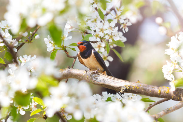 istock bird sits among blossoming cherry branches 1469163005