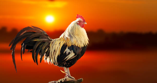 istock rooster at dawn stands proudly holding its head 1469163020