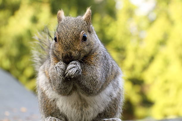 istock Portrait of grey squirrel 146916328