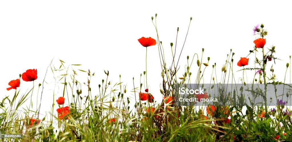 Rouges coquelicots - Photo de Arbre en fleurs libre de droits